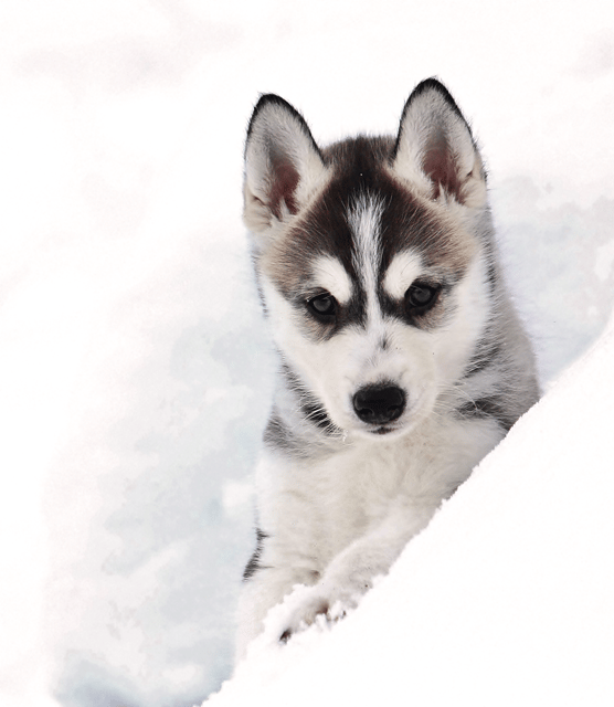 Pyhätunturi: Husky Safari including Farm Visit - The Full Flow: Arrival, Clothing, Dogs, and Your 30-Minute Safari