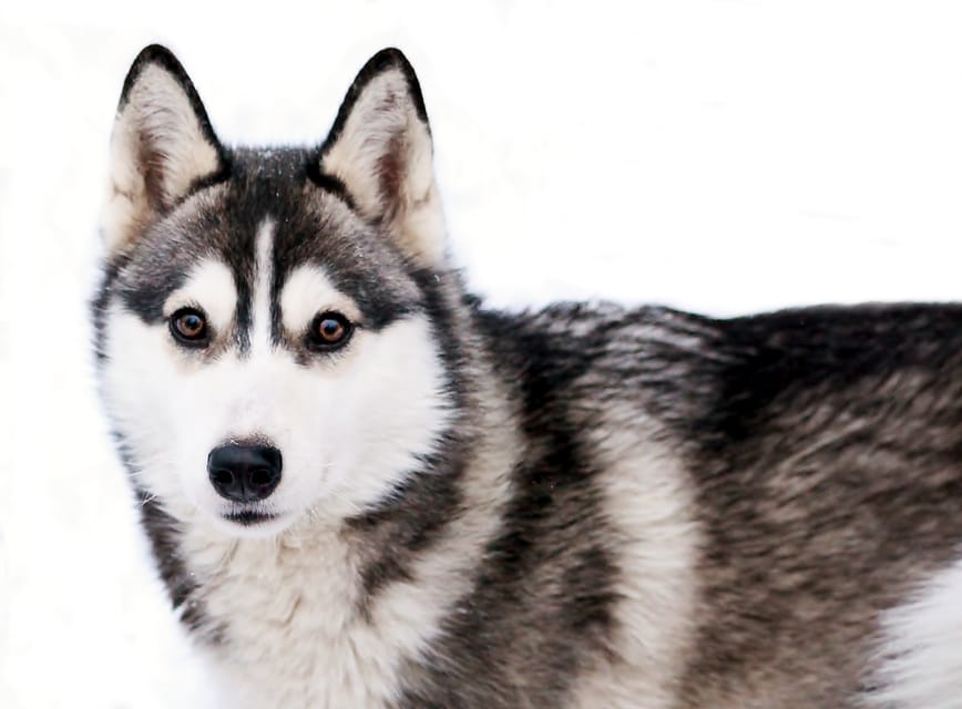 Pyhätunturi: Husky Safari including Farm Visit - Price and Value: Is $159 per Person Worth It?