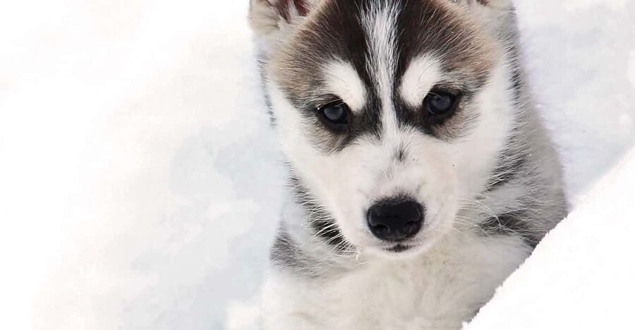 Pyhätunturi: Husky Safari including Farm Visit - The Musher Rule and Sledge Seating: Small Details That Change Everything