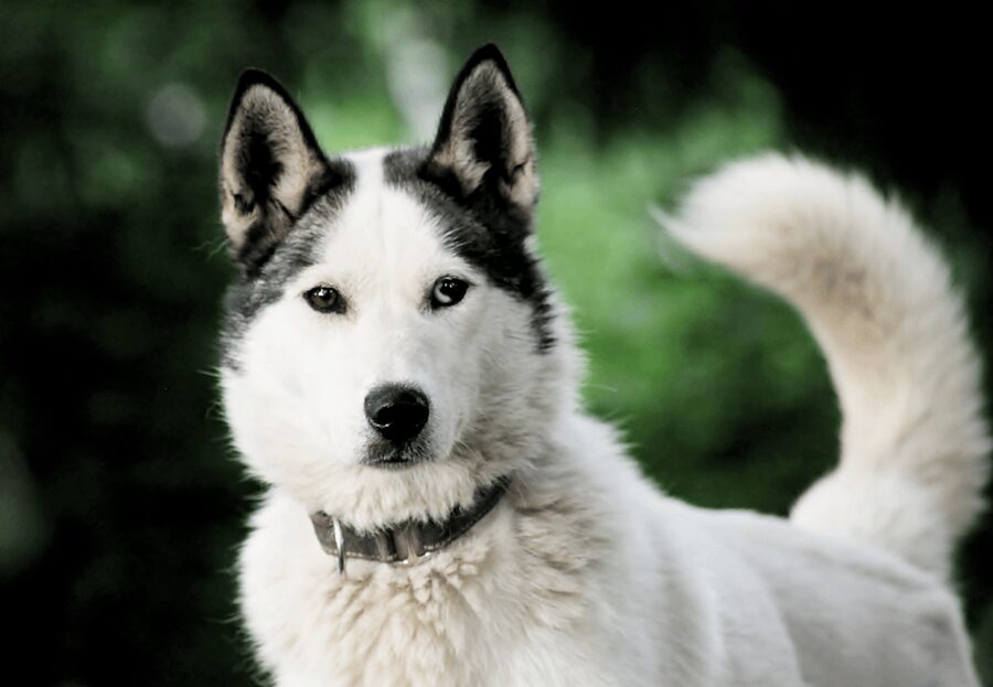 Pyhätunturi: Husky Safari including Farm Visit - Transportation, Pickup Times, and Where Exactly to Go