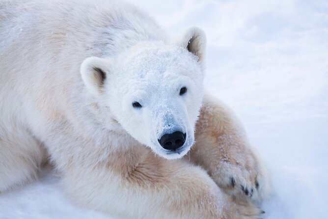 Ranua Wildlife Park Day: Visit the Arctic Animals - The guided tour: polar bears, Arctic foxes, wolverines, and more