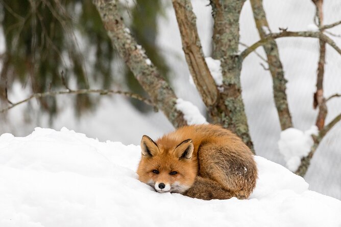 Ranua Wildlife Park Day: Visit the Arctic Animals - The 2.5 km snowy forest walk and what to expect on the ground
