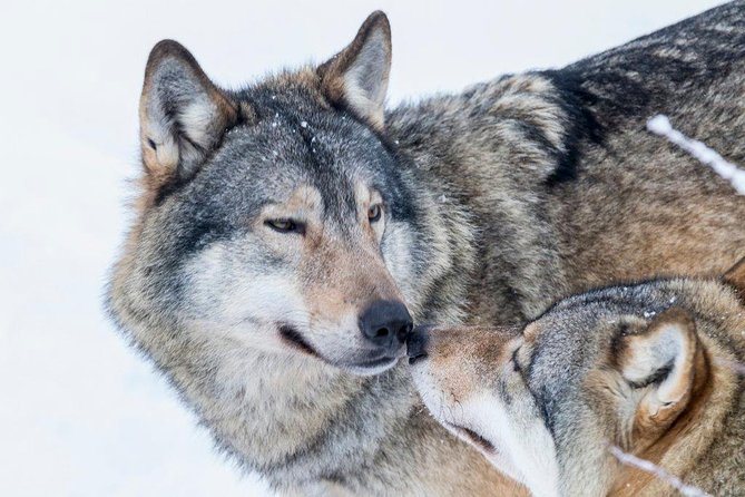 Ranua Wildlife Park Day: Visit the Arctic Animals - Who this trip is best for, and who should consider another option