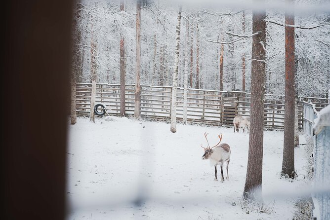 Ranua Wildlife Park Day: Visit the Arctic Animals - Price and value: what $154 includes and why it can be worth it