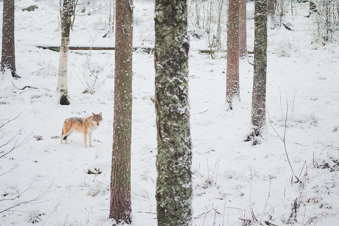 Ranua Wildlife Park Day : Visit the Arctic Animals! - Other Arctic stars: beyond the polar bear photo