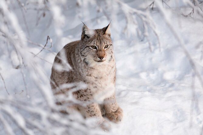 Ranua Wildlife Park Day: Visit the Arctic Animals - Rovaniemi pickup and the 1-hour ride to the park