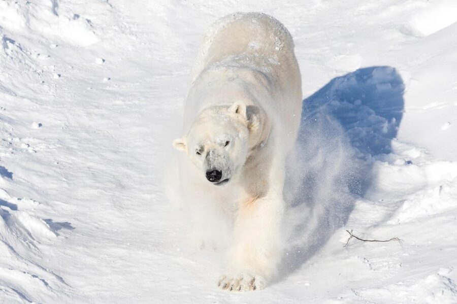 Ranua: Wildlife Park Entrance Ticket - Ranua Wildlife Park in Lapland: What Your 1-Day Ticket Really Delivers