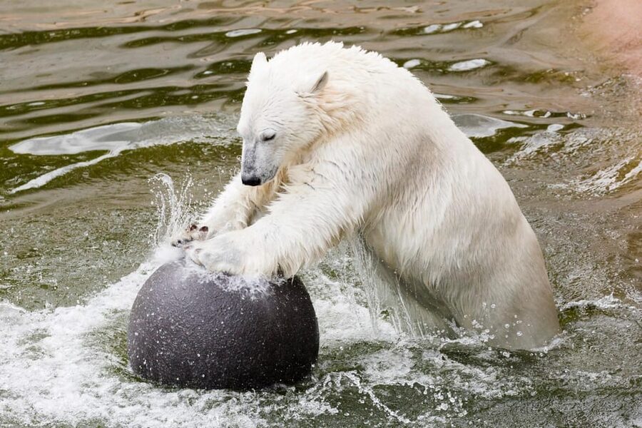 Ranua: Wildlife Park Entrance Ticket - Seasons in Lapland: Winter Visits, Animal Behavior, and Photo Timing