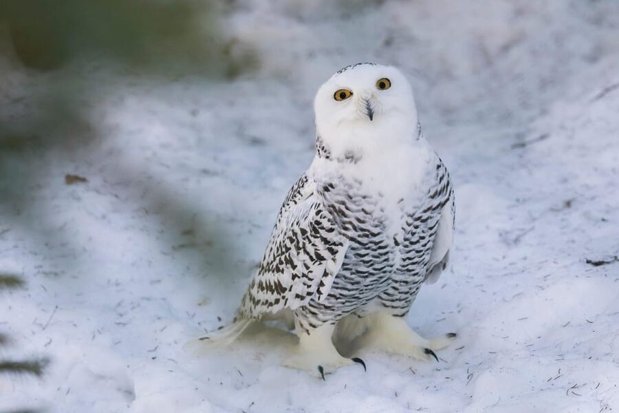 Ranua: Wildlife Park Entrance Ticket - What the Visit Feels Like From Start to Finish