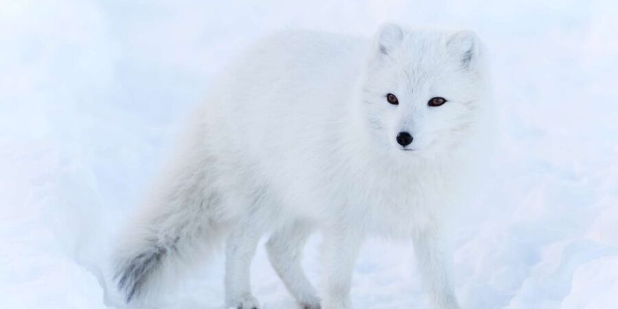 Ranua: Wildlife Park Experience with Buffet Lunch - What The Guided Walk Really Means: Learning About 200 Arctic Specimens