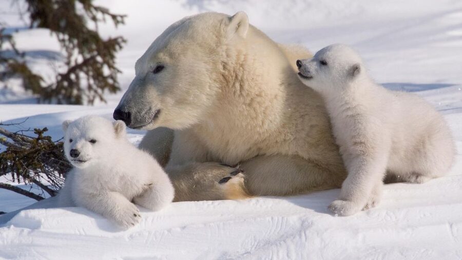 Ranua: Wildlife Park Experience with Buffet Lunch - Wildlife Viewing Reality: Polar Bears, Owls, And Why You Might Not See Everything