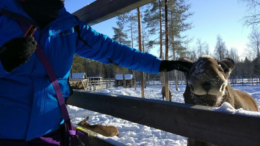 Ranua Wildlife Park Guided Tour from Rovaniemi - Who this tour is best for, and who should reconsider