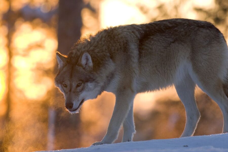 Ranua Wildlife Park Guided Tour from Rovaniemi - Why Ranua feels different from other zoos