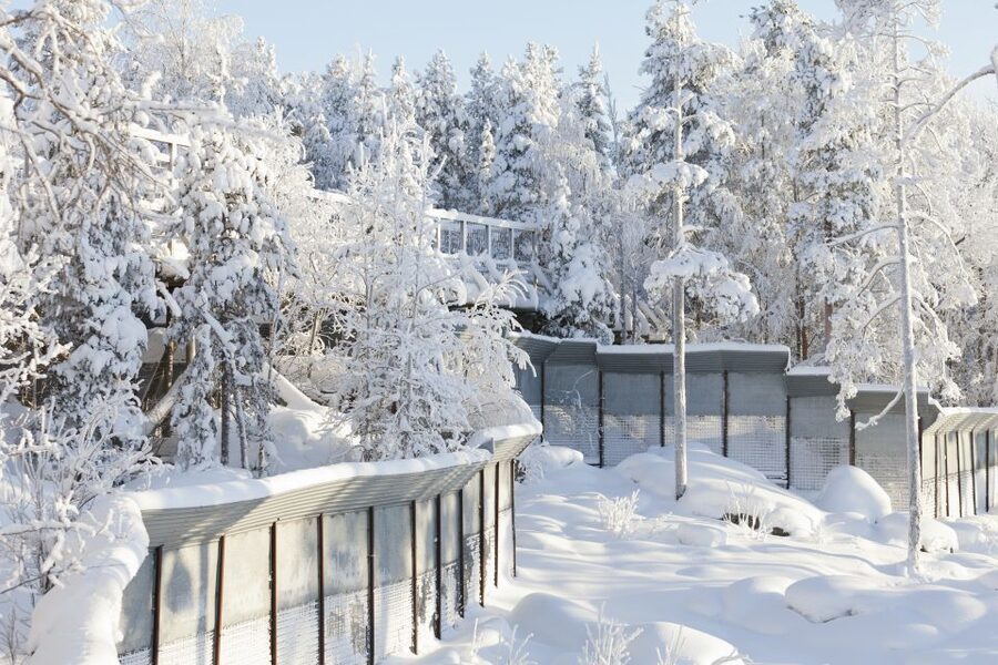 Ranua Wildlife Park Guided Tour from Rovaniemi - What the guide actually adds (and why it’s worth paying)