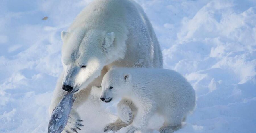 Ranua Wildlife Park Guided Tour from Rovaniemi - The coffee break and Fazer sweets stop: a warm, human ending