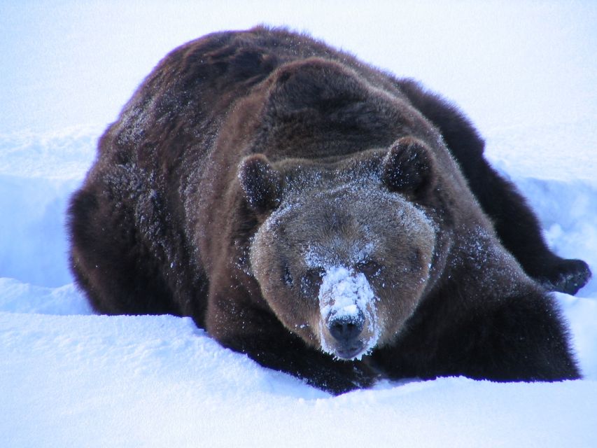 Ranua Wildlife Park Guided Tour from Rovaniemi - Logistics that affect your comfort more than you think