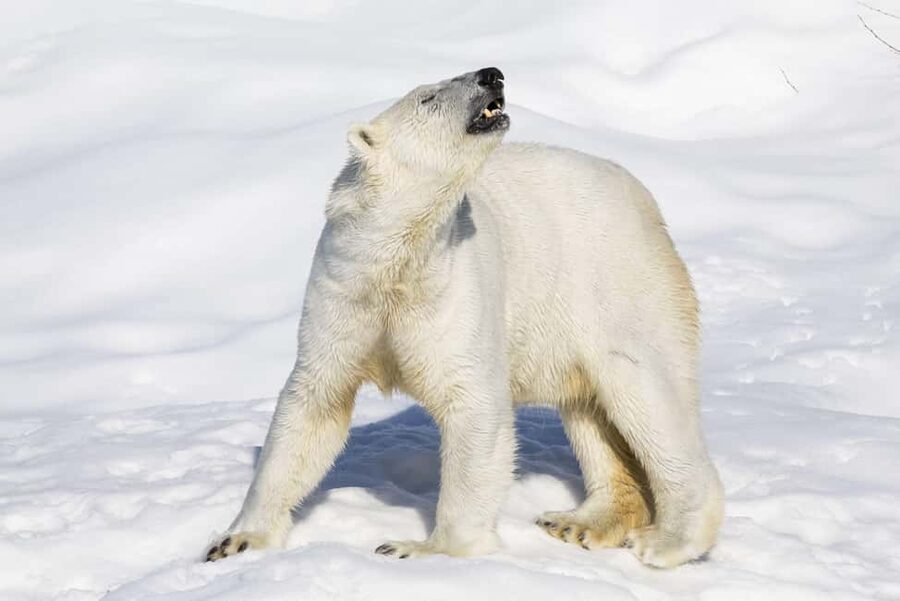 Ranua Wildlife zoo tour with lunch buffet included - Polar bears and the Arctic lineup you actually came for