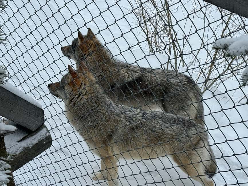 Ranua Wildlife zoo tour with lunch buffet included - Birds, otters, and minks, plus the fun interactive moments