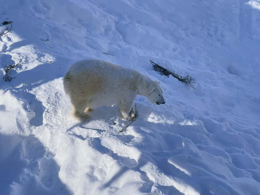Ranua Wildlife zoo tour with lunch buffet included - Northern Lights photo time away from city lights