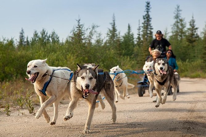 Ranua Zoo and BBQ - Ranua Zoo: the Arctic wildlife park that keeps things focused