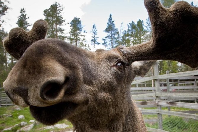 Ranua Zoo and BBQ - Campfire Lappish BBQ with your guide: the part most people remember