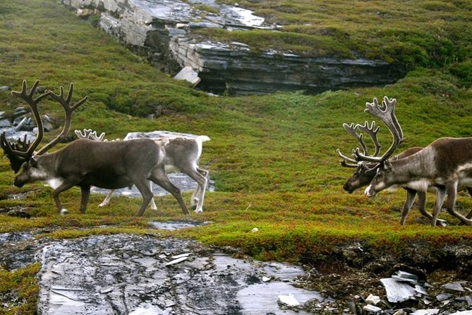 Ranua Zoo and BBQ - Starting with Nordic Unique Travels: a smooth handoff