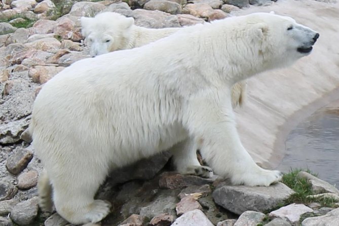 Ranua Zoo Family Tour from Rovaniemi - Price and value: is $122.72 a good deal?