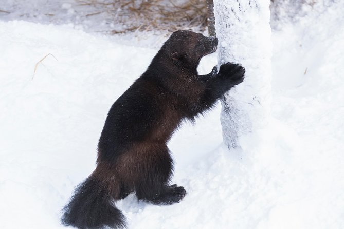 Ranua Zoo tour, optional lunch - A 2.5 km forest walk to spot nearly 200 Arctic animals