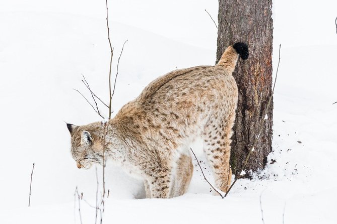 Ranua Zoo tour, optional lunch - Price and logistics: is $173.75 worth it?