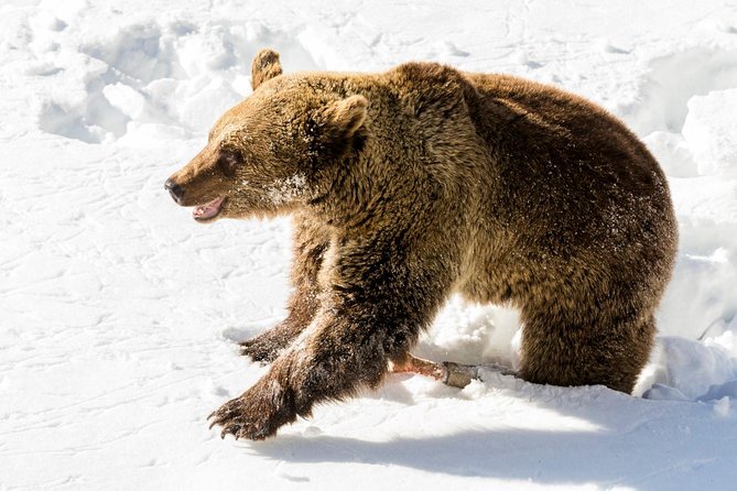 Ranua Zoo tour, optional lunch - What to pack for a comfortable 5-hour Arctic zoo visit