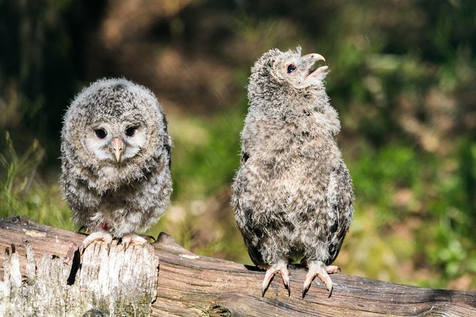 Ranua Zoo tour, optional lunch - Should you book the Ranua Zoo tour?