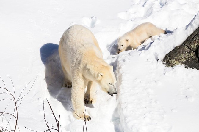 Ranua Zoo tour, optional lunch - FAQ