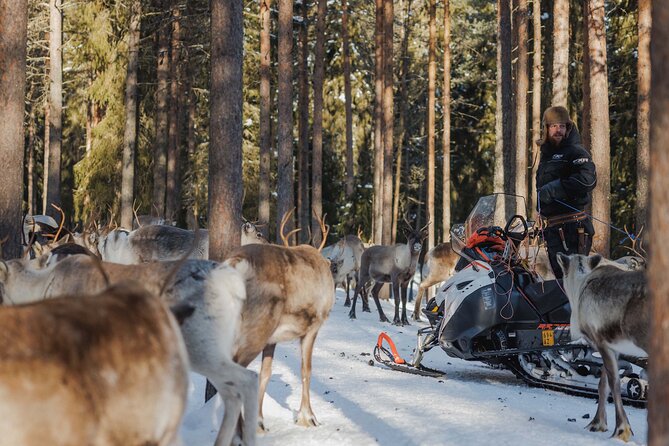 Reindeer Experience with Sledge Ride - From Koskikatu meetings to Reindeer Manor, in real winter comfort
