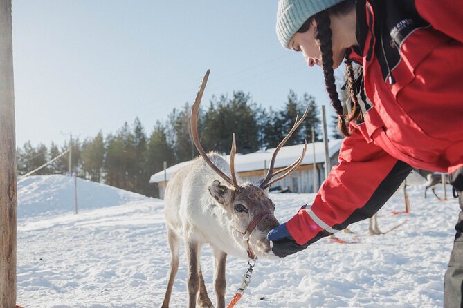 Reindeer Experience with Sledge Ride - Should you book? A simple decision checklist