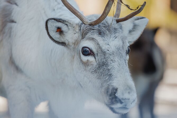 Reindeer Experience with Sledge Ride - Meet the herd up close, then warm up in the hut