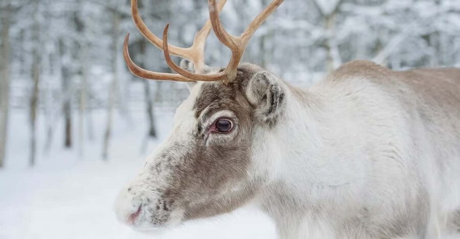 Reindeer Farm Visit with Sleigh Ride - Key Points Before You Go