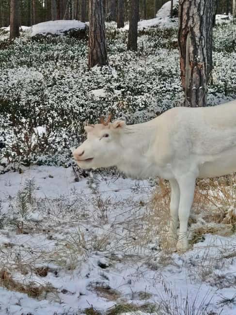 Reindeer feeding in Inari - Key highlights worth planning for