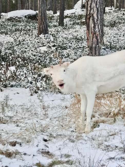Reindeer feeding in Inari - Where reindeer feeding in Inari actually starts
