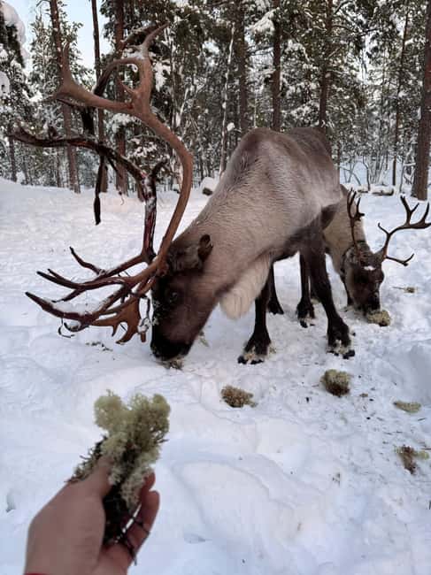 Reindeer feeding in Inari - The transfer: 2.4 km by car or snowmobile sleigh ride