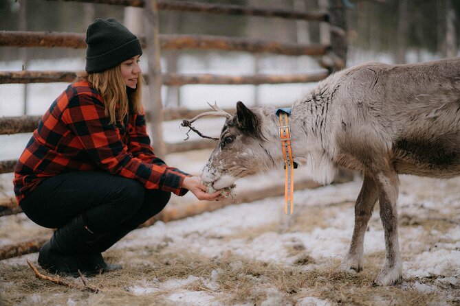 Reindeer Husbandry with Snowmobile Sleigh Ride and Cabin Lunch - Key highlights worth planning for