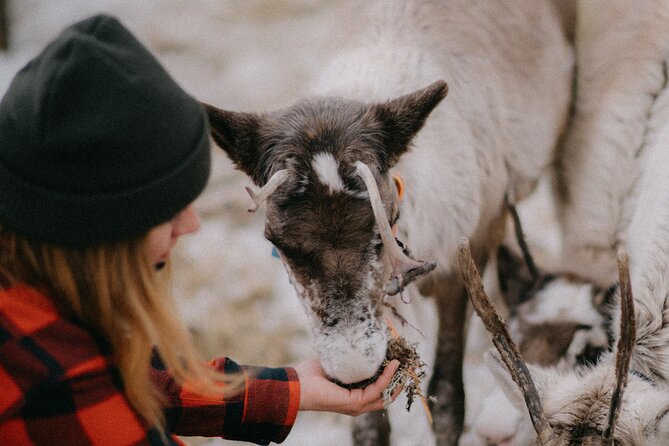 Reindeer Husbandry with Snowmobile Sleigh Ride and Cabin Lunch - Reindeer Husbandry with Heli: Feeding and Finnish Winter Culture