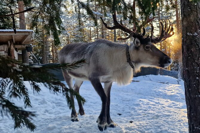 Reindeer Park Adventure - Key points before you go