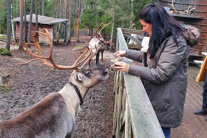 Reindeer Park Adventure - Door-to-door Helsinki pickup, with a comfy private van