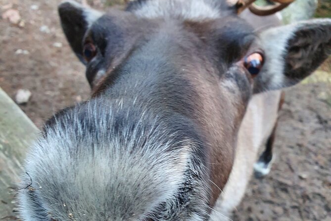Reindeer Park Adventure - Reindeer farm feeding: the hands-on moment people remember