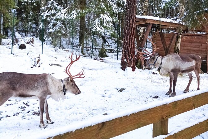 Reindeer Park & Horse Stables Safari - Language and guide fit: English is the default