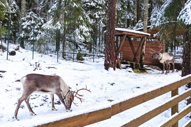 Reindeer Park & Horse Stables Safari - The campfire picnic: bread over fire and warm drinks