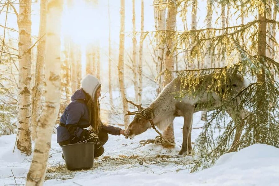 Reindeer Safari at a 200-Year-Old Farm & Long Sled Ride - A 200-year-old Lapland farm with real family roots