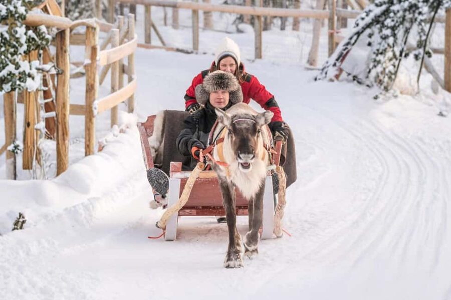 Reindeer Safari at a 200-Year-Old Farm & Long Sled Ride - Meet the reindeer: calm faces and practical herding talk