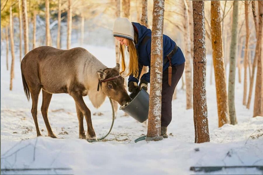Reindeer Safari at a 200-Year-Old Farm & Long Sled Ride - Your Reindeer Driving License, plus what you actually take away