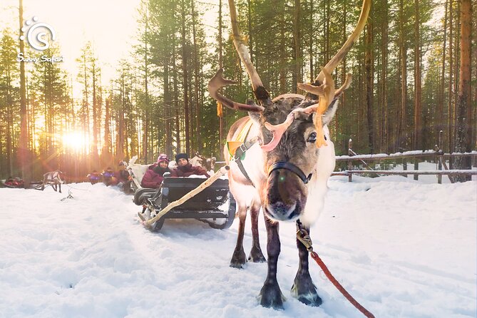Reindeer Safari in Arctic Wilderness - Key things I’d pencil into your day